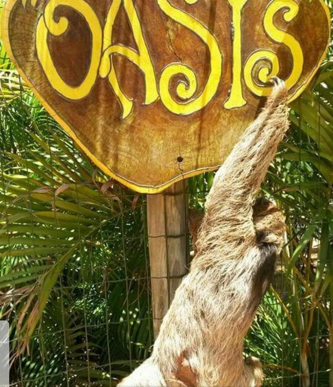 Chale "Oasis" Villa Praia do Forte Exterior photo
